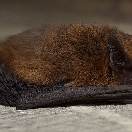 Murciélago común (Pipistrellus pipistrellus)