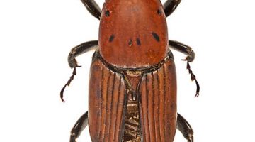 Picudo rojo (Rhynchophorus ferrugineus)