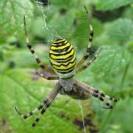 Araña tigre (Argiope bruennichi)