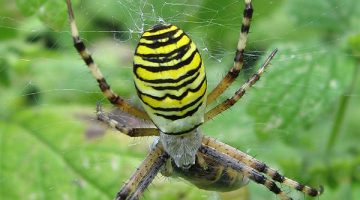 Araña tigre (Argiope bruennichi)
