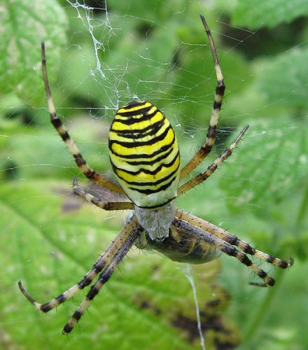 Araña tigre (Argiope bruennichi)