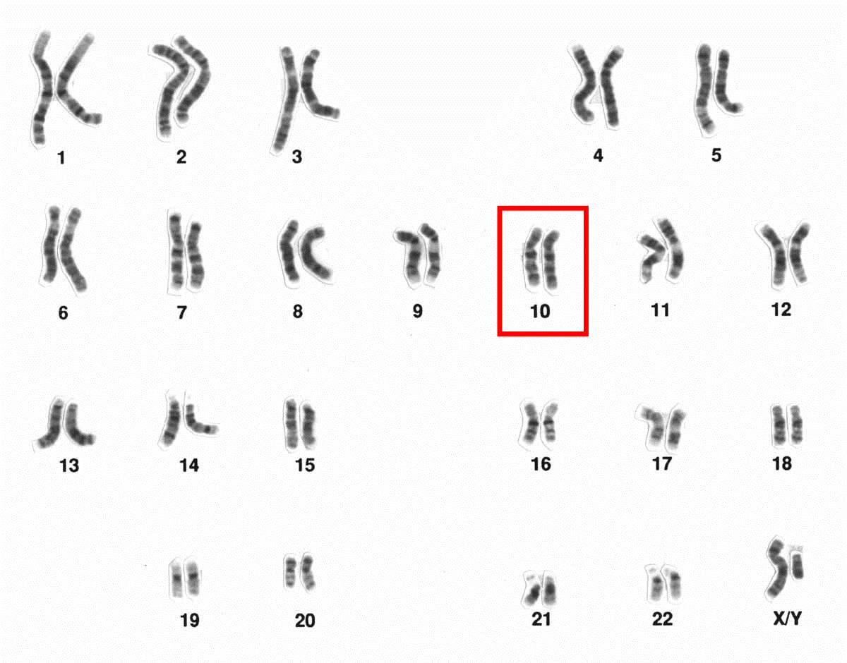 Cariotipo humano masculino después de bandeo G, se resalta el cromosoma 10. Imagen por el National Human Genome Research Institute