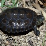 Galápago leproso (Mauremys leprosa)