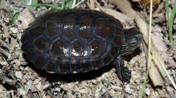 Galápago leproso (Mauremys leprosa)