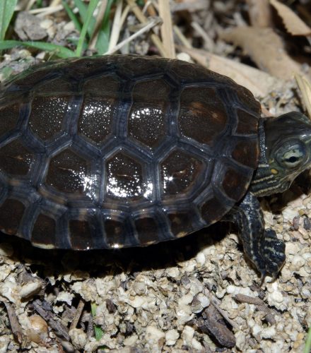 Galápago leproso (Mauremys leprosa)