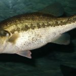 Black bass (Micropterus salmoides)