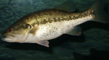 Black bass (Micropterus salmoides)