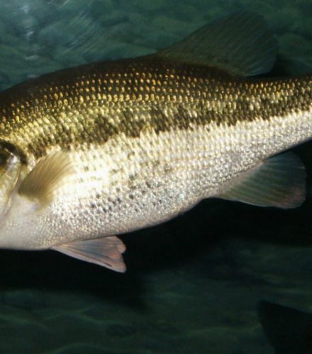 Black bass (Micropterus salmoides)