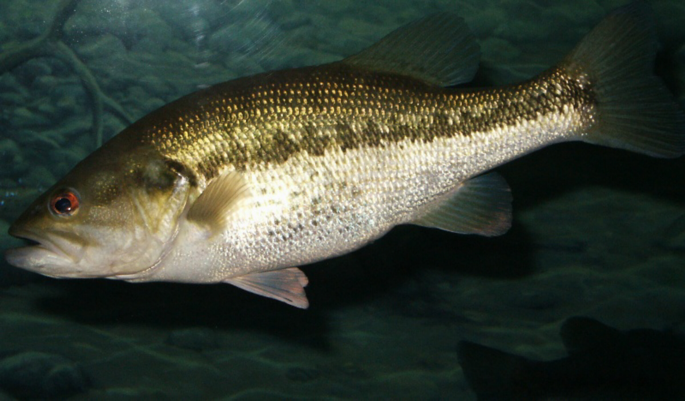 Black bass Hidden Nature