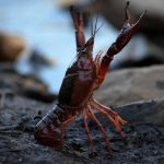 Cangrejo rojo de río (Procambarus clarkii)