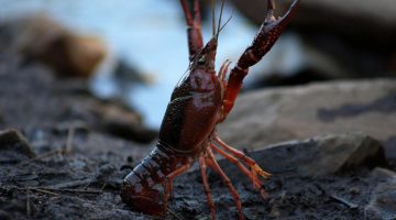 Cangrejo rojo de río (Procambarus clarkii)