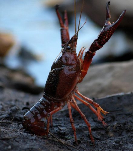 Cangrejo rojo de río (Procambarus clarkii)