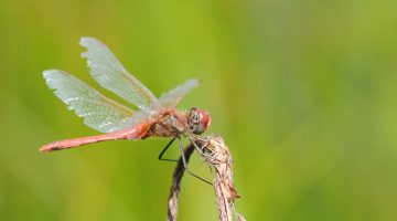 Libélula roja migratoria (Sympetrum fonscolombii)