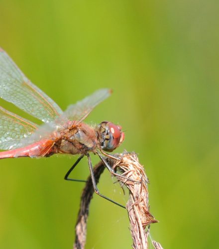 Libélula roja migratoria (Sympetrum fonscolombii)