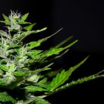 Planta de cannabis
