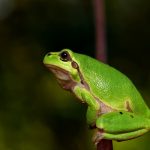 Ranita meridional (Hyla meridionalis)