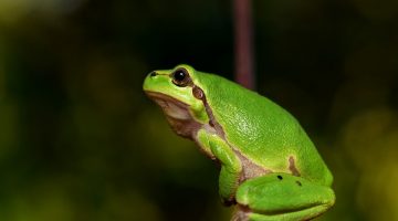 Ranita meridional (Hyla meridionalis)
