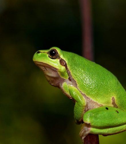 Ranita meridional (Hyla meridionalis)