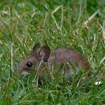 Ratón doméstico (Mus musculus)