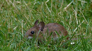 Ratón doméstico (Mus musculus)