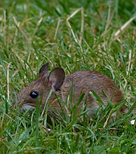 Ratón doméstico (Mus musculus)