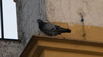 Paloma bravía (Columba livia)