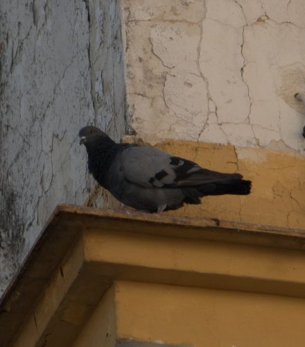 Paloma bravía (Columba livia)