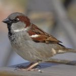 Gorrión común (Passer domesticus)