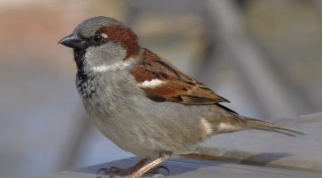 Gorrión común (Passer domesticus)