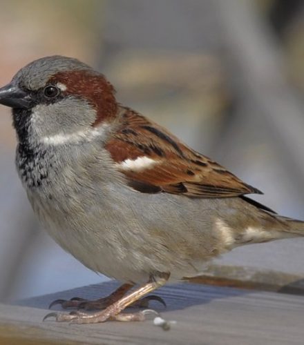 Gorrión común (Passer domesticus)