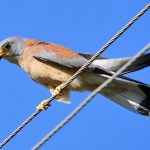 Cernícalo primilla (Falco naumanni)