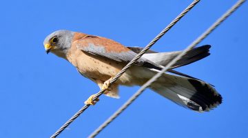 Cernícalo primilla (Falco naumanni)