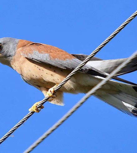 Cernícalo primilla (Falco naumanni)