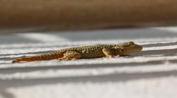 Salamanquesa común o lagartija (Tarentola mauritanica)