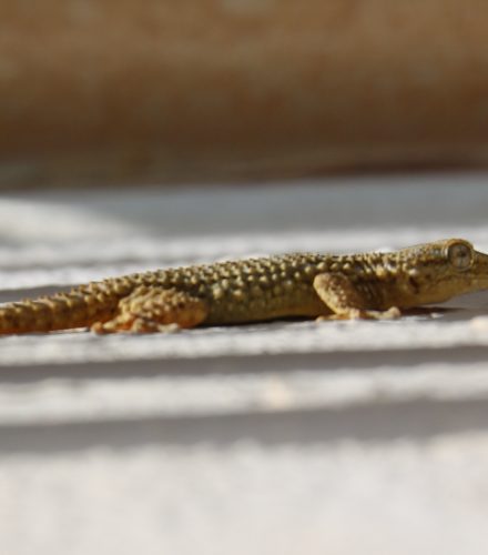 Salamanquesa común o lagartija (Tarentola mauritanica)