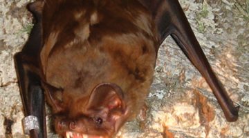 Nóctulo mayor (Nyctalus lasiopterus)