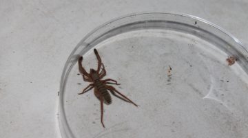 Araña camello (Gluvia dorsalis)