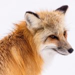 Zorro (Vulpes vulpes)