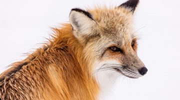 Zorro (Vulpes vulpes)