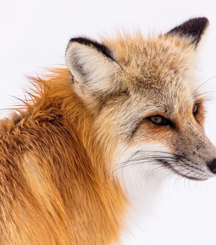 Zorro (Vulpes vulpes)