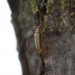 Galeruca del olmo o escarabajo pipa (Xanthogaleruca luteola)