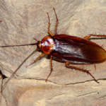 Cucaracha americana (Periplaneta americana)