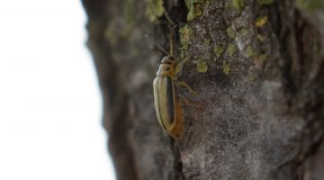 Galeruca del olmo o escarabajo pipa (Xanthogaleruca luteola)
