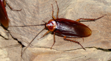 Cucaracha americana (Periplaneta americana)