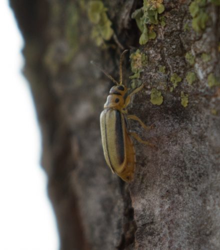 Galeruca del olmo o escarabajo pipa (Xanthogaleruca luteola)