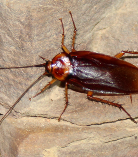 Cucaracha americana (Periplaneta americana)