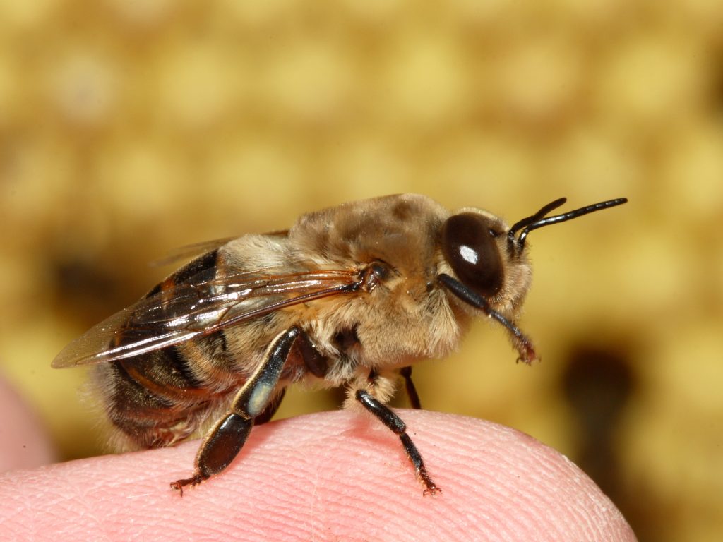 El término zángano puede usare en diferentes especies animales
