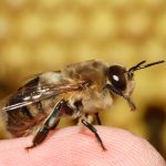 El término zángano puede usare en diferentes especies animales