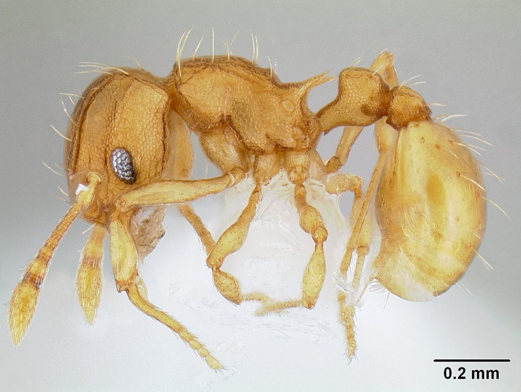 La hormiguita de fuego (Wasmannia auropunctata) es una especie procedente de Sudamérica que, recientemente ha sido encontrada en Marbella (Málaga).