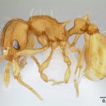 La hormiguita de fuego (Wasmannia auropunctata) es una especie procedente de Sudamérica que, recientemente ha sido encontrada en Marbella (Málaga).